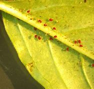 Image result for Kill Plant Mites