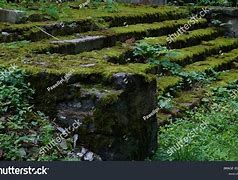 Image result for Moss-Covered Yard