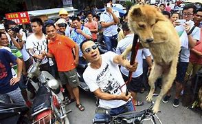 Image result for Chinese Night Market Dog Meat