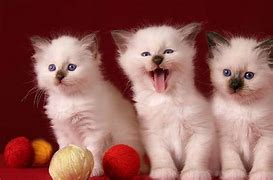 Image result for Cats Cute Kitty Please