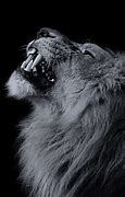 Image result for Dark Lion Wallpaper