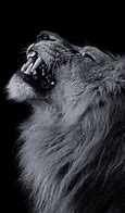 Image result for Black Mane Lion Wallpaper HD