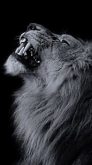 Image result for Angry Lion in the Dark Wallpaper