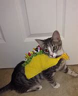 Image result for Taco Cat Costume