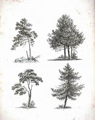 Image result for Tree Pencil Sketch