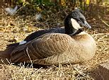 Image result for Aleutian Canada Goose