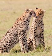 Image result for Cheetahs in the Wild