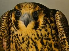 Image result for Prairie Falcon Primary Feather