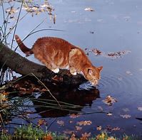 Image result for Tabby Cat Drinking Tea