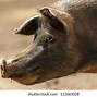 Image result for Pig Front Profile