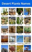 Image result for UAE Desert Plants