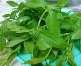 Image result for Daun Ulam Raja