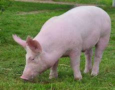 Image result for Snr Pig