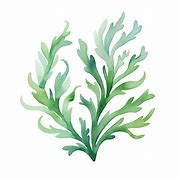 Image result for Watercolor Seaweed