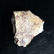 Image result for Turtle Shell Fossil