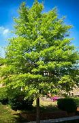 Image result for Willow Oak Tree