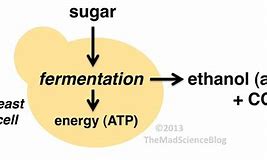 Image result for Yeast for Alcholo