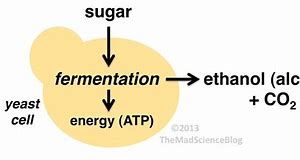 Image result for Yeast Alcohol