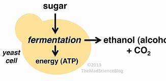 Image result for Yeast Cell Fermentation Alcohol