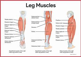 Image result for Lower Leg Muscles Diagram