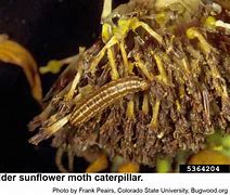 Image result for Sunflower Moth