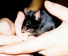 Image result for Mouse Pety