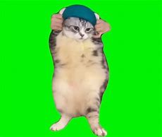 Image result for Bandana Cat Meme