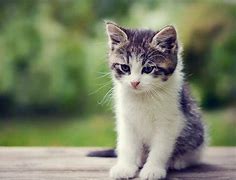 Image result for lion kitten wallpaper