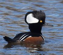 Image result for Hooded Merganser Black and White