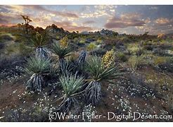 Image result for Grasses of the Mojave Desert