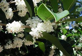 Image result for Fragrant Tea Olive Tree