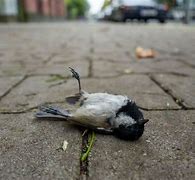 Image result for Beautiful Dead Bird