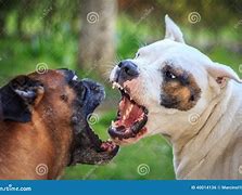 Image result for Many Dogs Barking