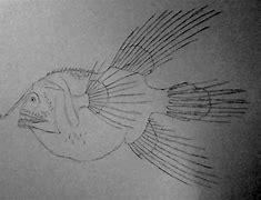 Image result for Fanfin Angler Fish