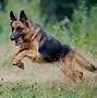 Image result for AKC German Shepherd