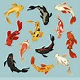 Image result for 13 Koi Carp Image