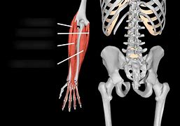 Image result for Wrist Muscles