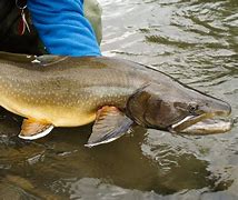 Image result for Bull Trout