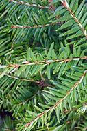 Image result for Hemlock Pics