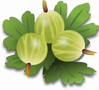 Image result for Images of Gooseberry