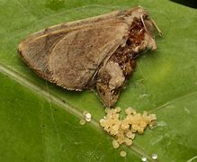 Image result for What Does Moth Eggs Look Like