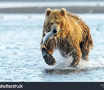 Image result for Brown Bear Catching Fish