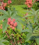 Image result for Golden Autumn Castor Bean Plant Picture