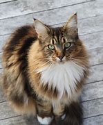 Image result for le chat maine coon