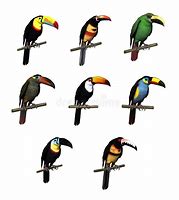 Image result for Toucan Varieties