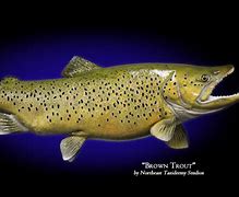 Image result for Trout Mounts