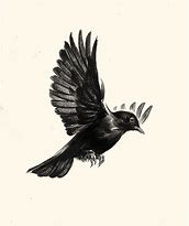 Image result for Raven Art Drawing