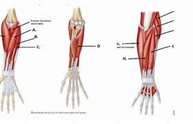 Image result for Wrist Muscles