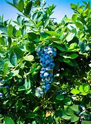 Image result for Wild Blueberry Plant Identification