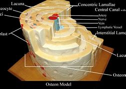 Image result for Osteon Labeling